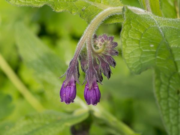 Gewone smeerwortel (Symphytum officinale)